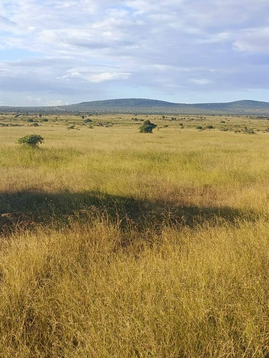 EA GL_Grassland 3_2023