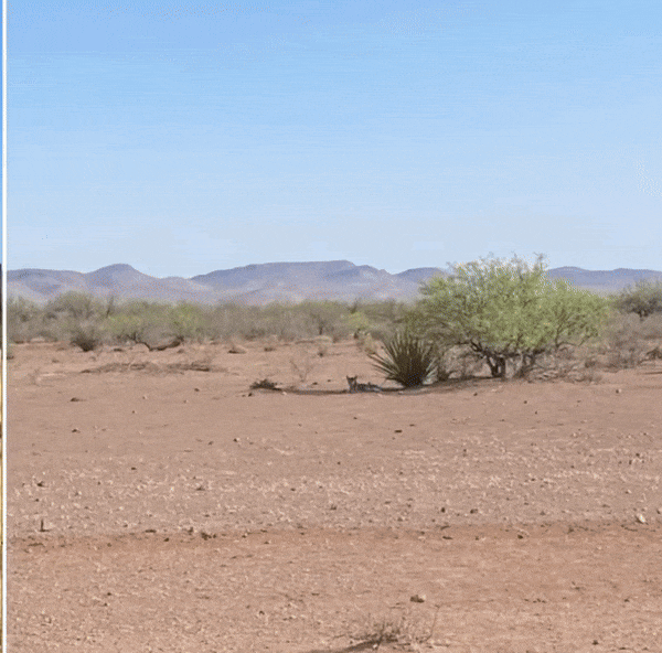 elapachebeforeafter-GIF compressed for LinkedIn