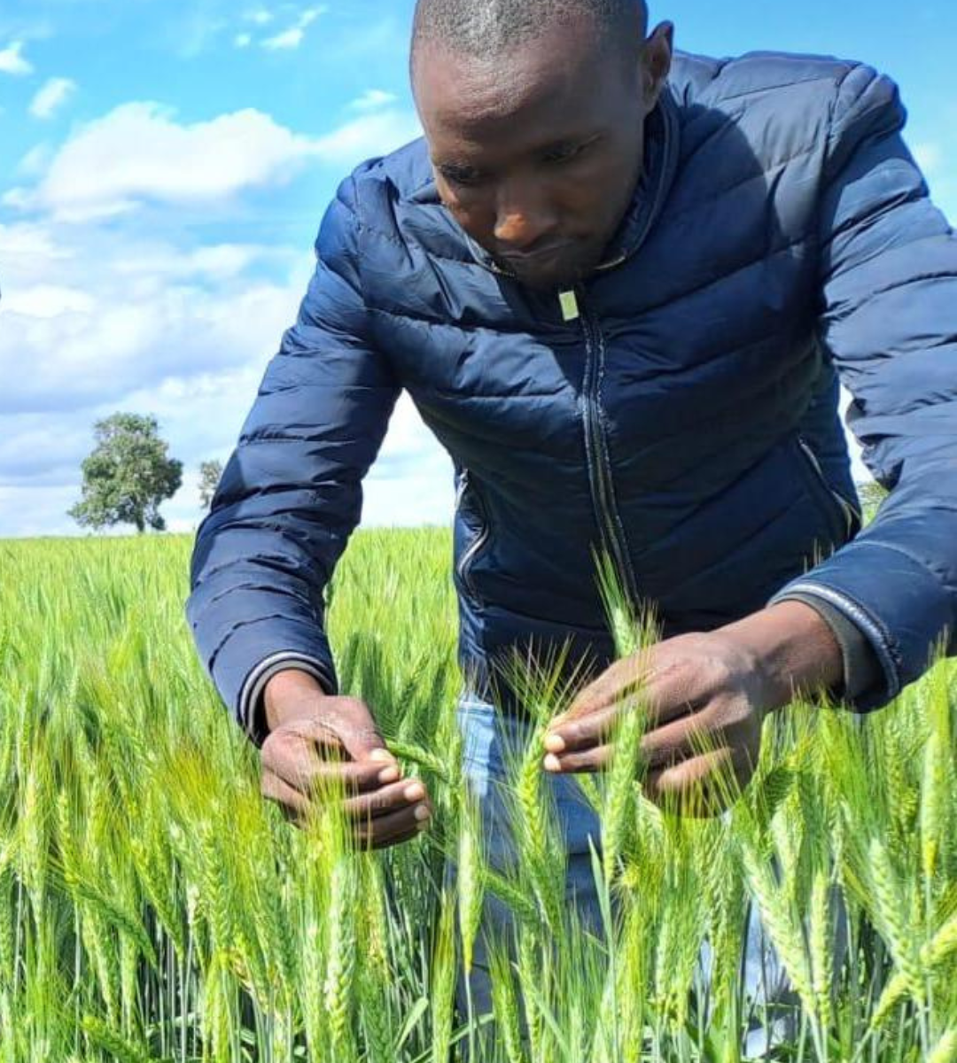 Kenyan farmer examining crops